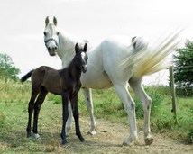Grey mare gone white with dark foal that will grey out