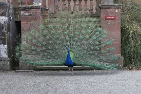 Peacock 3